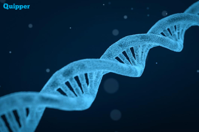 Struktur Materi Genetik DNA