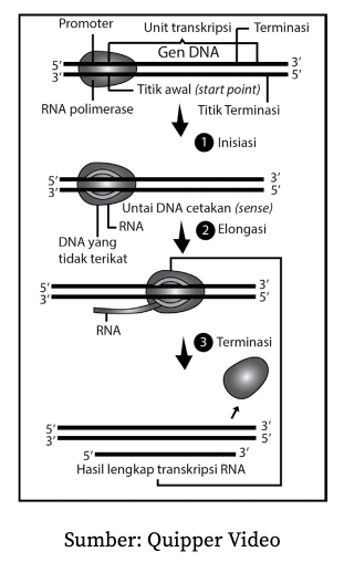 Jika rantai dna adalah att gta aaa cgg, kode genetik yang dibawa oleh mrna pada sintesis protein ada