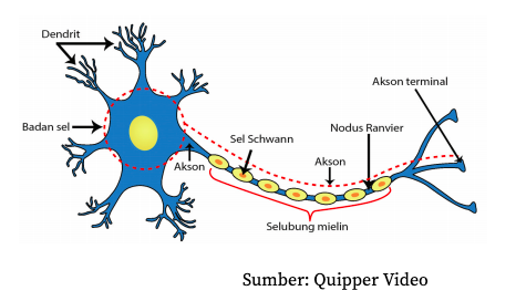 Bagaimanakah mekanisme kelistrikan yang terjadi di dalam jaringan saraf