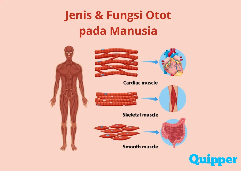 Jenis Dan Fungsi Otot Pada Manusia Serta Cara Otot Bekerja Quipper Blog